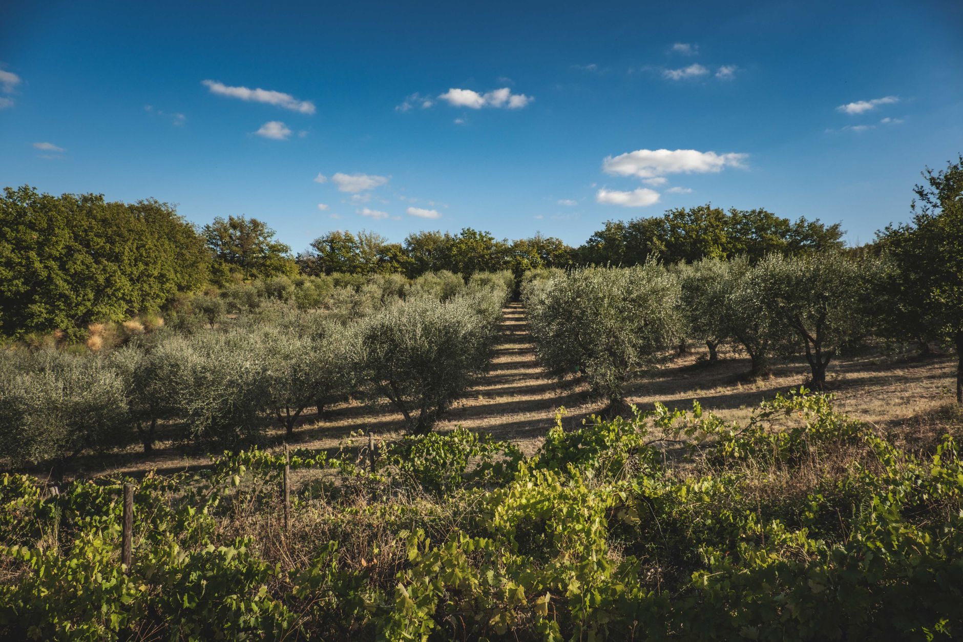 Oliviers centenaires dans la campagne des Pouilles